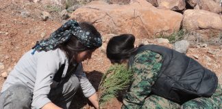 Li bajarê Kobanê bi wesîleya 4`ê Nîsanê Desteya Ekolojiyê û Kongra Star 500 dar li girê Miştenûr çandin