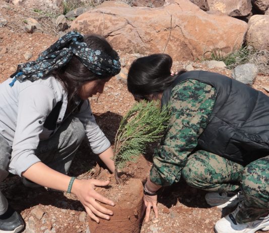 Li bajarê Kobanê bi wesîleya 4`ê Nîsanê Desteya Ekolojiyê û Kongra Star 500 dar li girê Miştenûr çandin